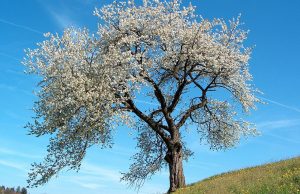 Francia en primavera